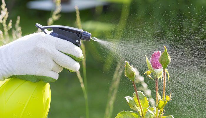 How Can You Keep Your Home Pest Free Using Organic and Natural Methods