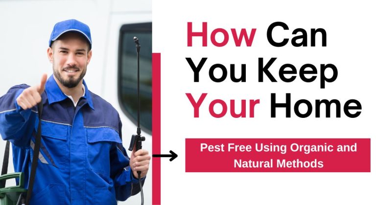How Can You Keep Your Home Pest Free Using Organic and Natural Methods