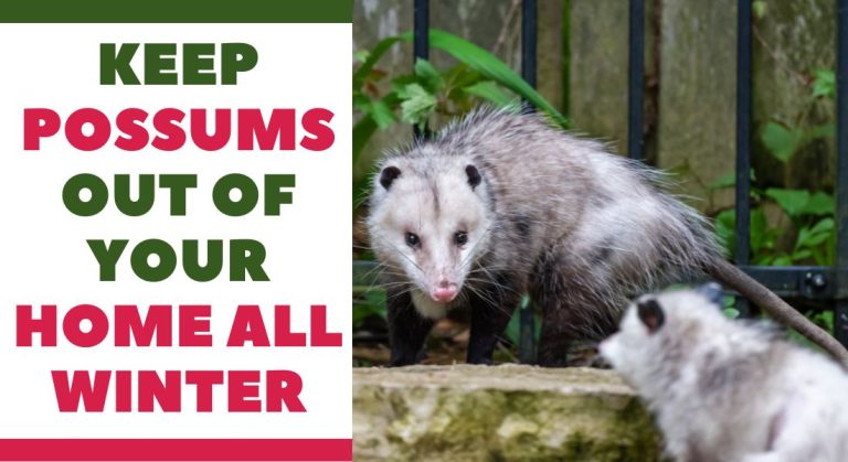 Keep Possums Out Of Your Home All Winter